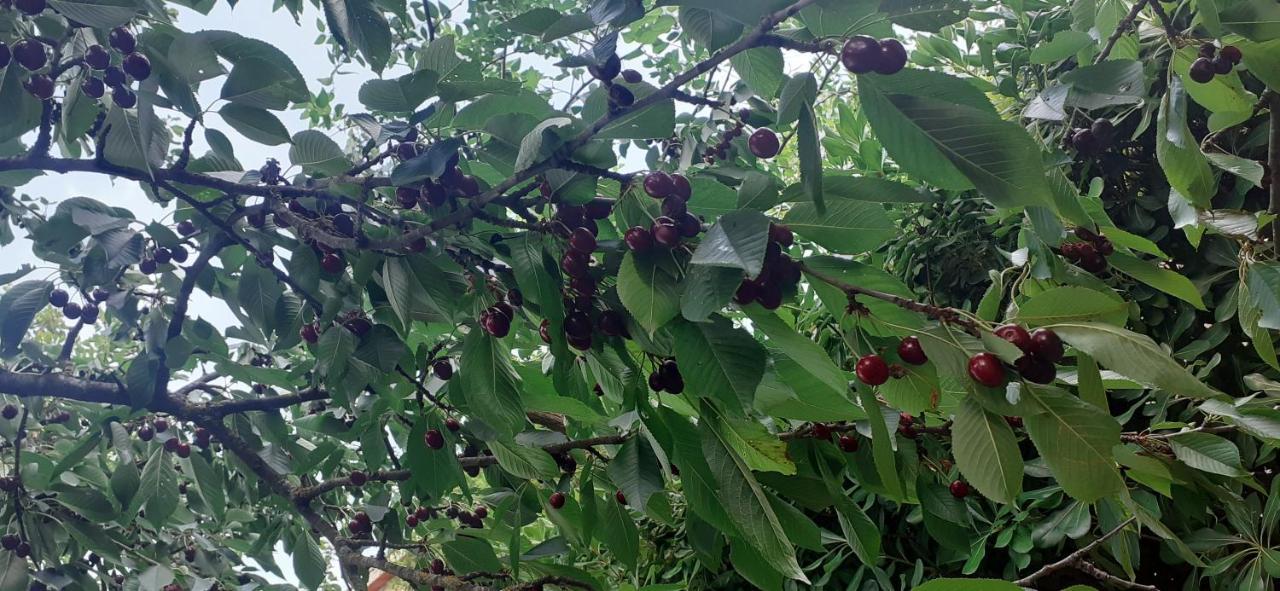 Villa Le Palmine 팔라쪼네 외부 사진