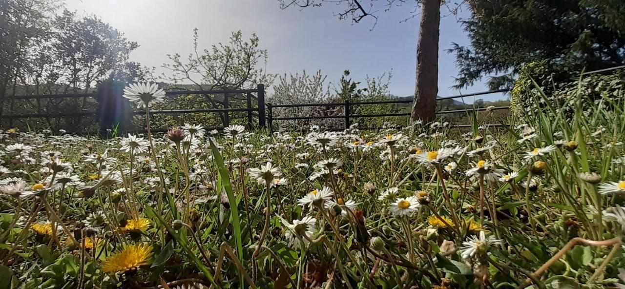 Villa Le Palmine 팔라쪼네 외부 사진