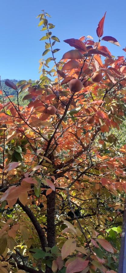 Villa Le Palmine 팔라쪼네 외부 사진